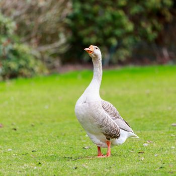 Emden Goose stroll across the meadow.