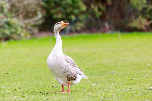 Emden Goose stroll across the meadow.