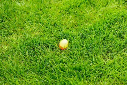 A spring meadow with Easter eggs hidden in the grass