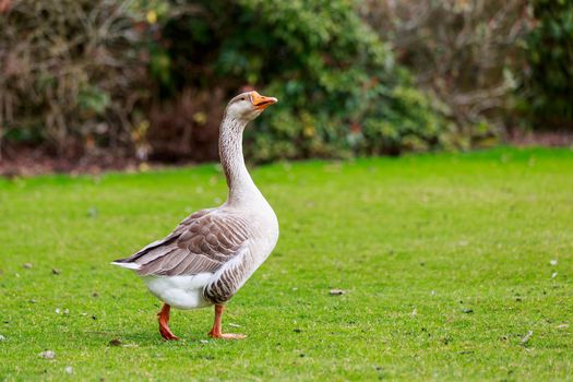 Emden Goose stroll across the meadow.