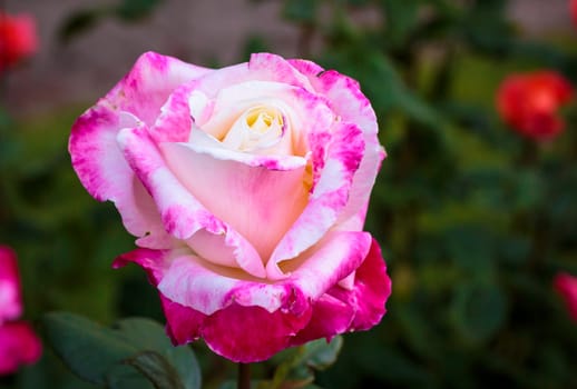 Fragrant Rose in Full Bloom. Washington Park Rose Garden, Portland, Oregon