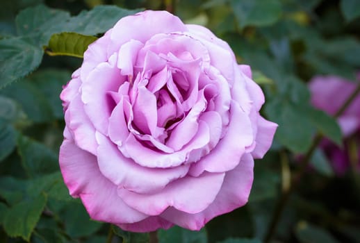 Fragrant Rose in Full Bloom. Washington Park Rose Garden, Portland, Oregon