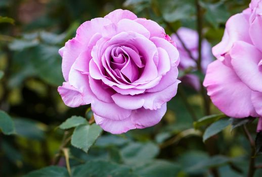 Fragrant Rose in Full Bloom. Washington Park Rose Garden, Portland, Oregon