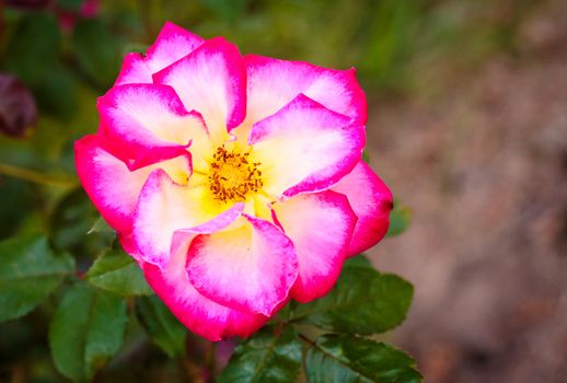 Fragrant Rose in Full Bloom. Washington Park Rose Garden, Portland, Oregon