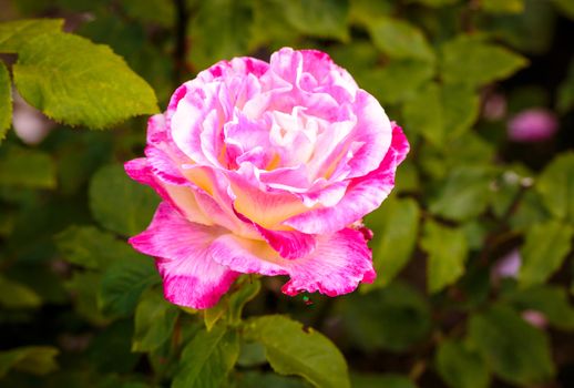 Fragrant Rose in Full Bloom. Washington Park Rose Garden, Portland, Oregon