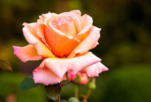 Fragrant Rose in Full Bloom. Washington Park Rose Garden, Portland, Oregon