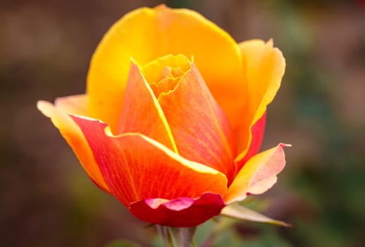 Fragrant Rose in Full Bloom. Washington Park Rose Garden, Portland, Oregon