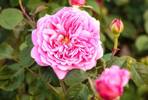 Fragrant Rose in Full Bloom. Washington Park Rose Garden, Portland, Oregon