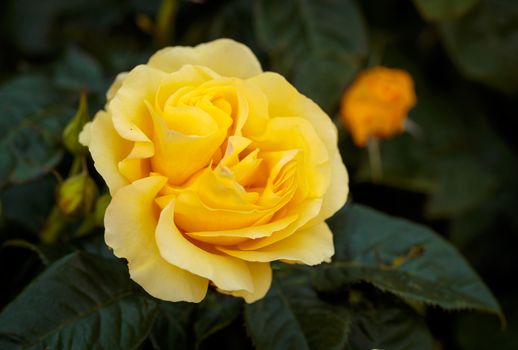 Fragrant Rose in Full Bloom. Washington Park Rose Garden, Portland, Oregon