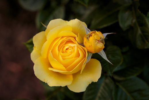 Fragrant Rose in Full Bloom. Washington Park Rose Garden, Portland, Oregon