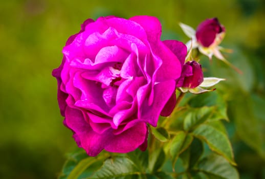 Fragrant Rose in Full Bloom. Washington Park Rose Garden, Portland, Oregon