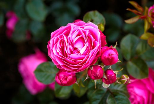 Fragrant Rose in Full Bloom. Washington Park Rose Garden, Portland, Oregon