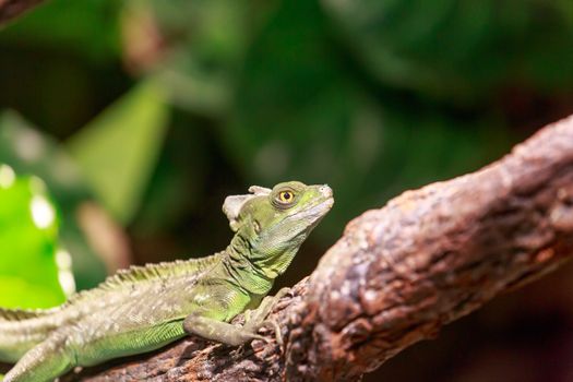 Iguana on a tree branch