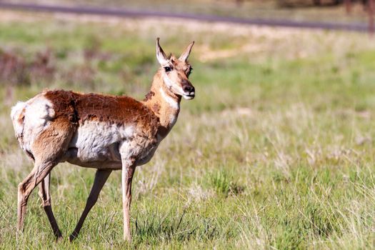 Mule deer in Bryce Canyon National Park, Utah