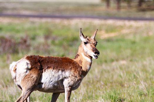 Mule deer in Bryce Canyon National Park, Utah