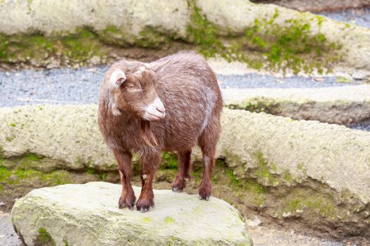 Pygmy goat interactswith visitors in the petting zoos.