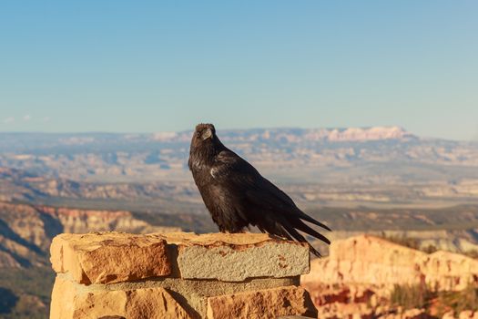 Common Raven (Corvus corax) perched on stone wall at Bryce Canyon National Park