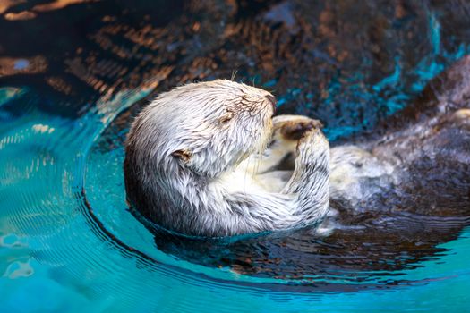 Close up shot of a sea otter