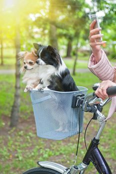 bicycle walking with dogs chihuahua puppy