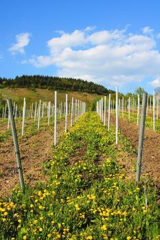 newly created vineyard on the Moselle with dandelion flowers