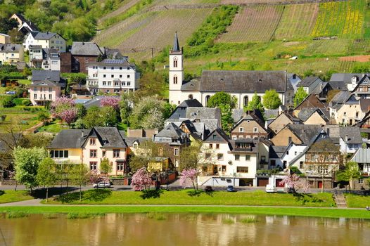 springtime in Reil on the Moselle with a slight flood