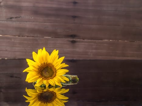 yellow sunflower on back glass and on wood background