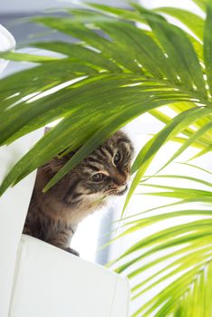 Beautiful cat eating houseplant green leaves in the living room.