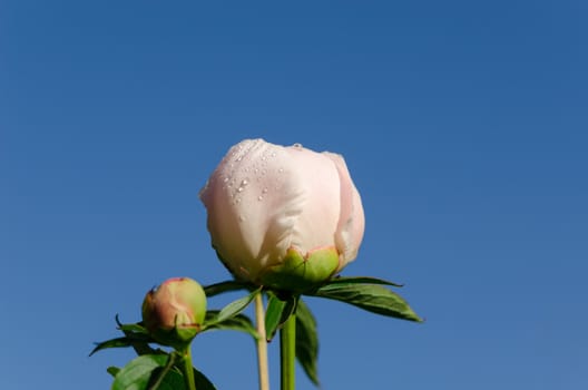 small white peony bud with shiny dew drop on blue sky background