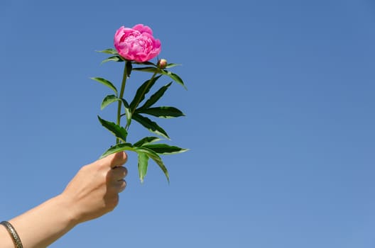 peony twig with large green leaves in female hand on blue sky background