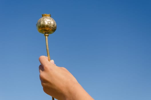 female hand hold big gold poppy head on blue sky background