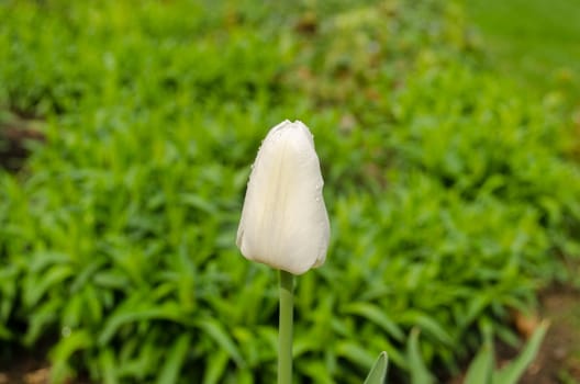 close up of white tulip flower bud in garden green meadow on background