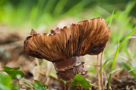 mushroom - pholiotte in forest closeup