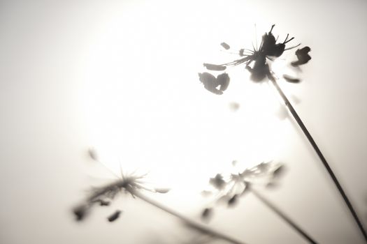 Artistic silhouette of flowers against the sun - shallow DOF