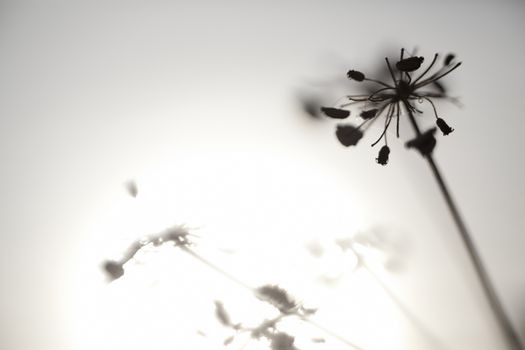 Artistic silhouette of flowers against the sun - shallow DOF