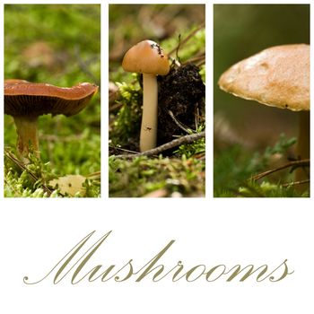 3 mushrooms isolated in forest collage
