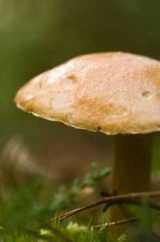 one mushroom bolete isolated in forest 