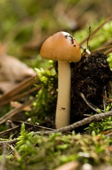 one mushroom -Amanita -  in forest closeup