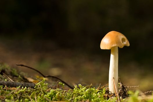 mushroom -Amanita -  in forest closeup