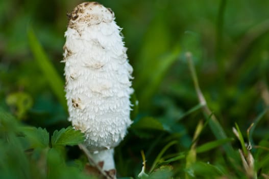 white mushroom isolated in grass