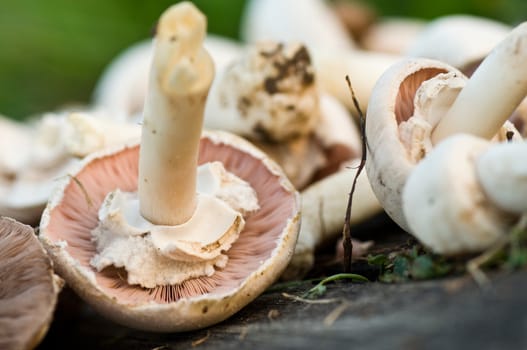group of pink mushrooms closeup