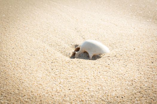 human skull half buried in the beach sand