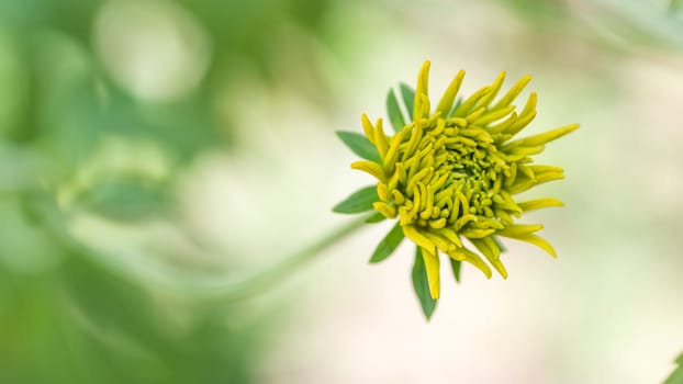 A beautiful young  blooming flower with green and white background