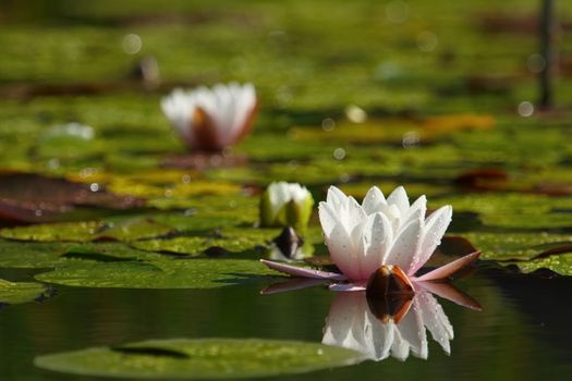 Lotus flower in a pond by springtime