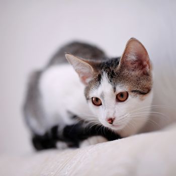 Kitten on a sofa. Striped not purebred kitten. Small predator. Small cat.