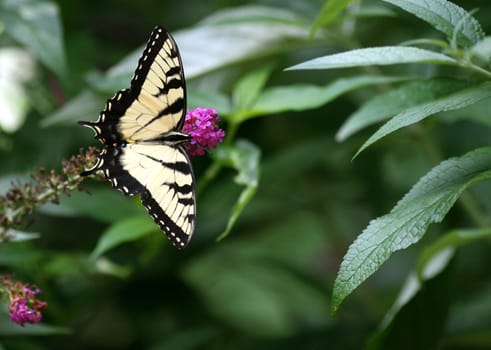 Eastern Tiger Swallowtail in the garden