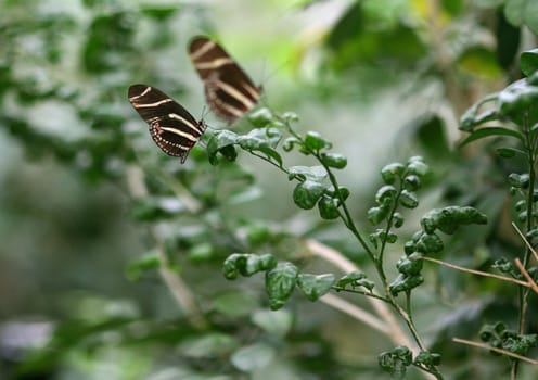 Butterfly Zebra Longwing in the garden