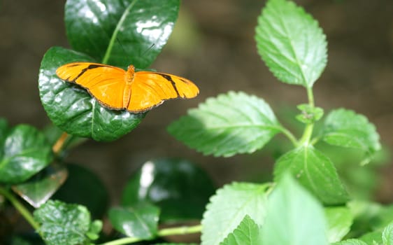 Butterfly Julia in the garden
