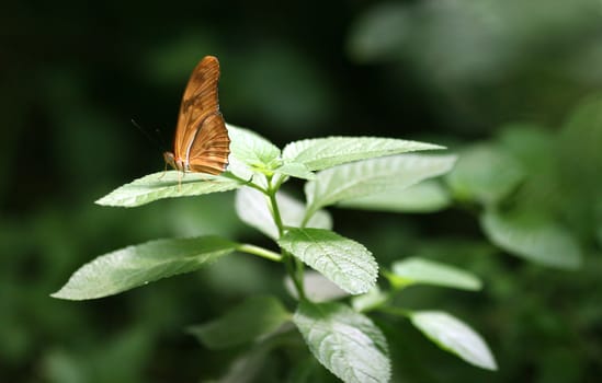 Butterfly Julia in the garden