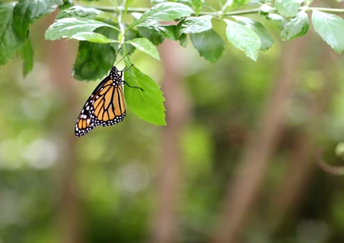 Butterfly Monarch in the garden