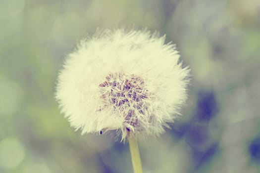 close up of Dandelion with abstract color and shallow focus